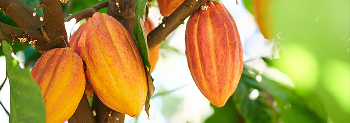 a number of orange ripe cocoa pods ready to harvest 