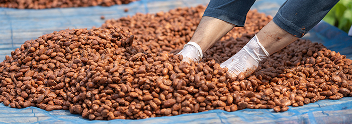 a person turning over cocoa beans on a drying platform after being fermented