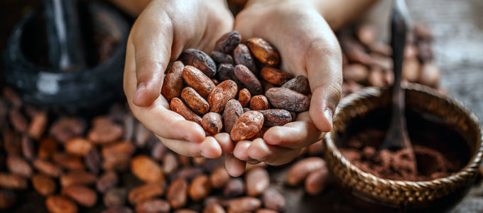 a person holding a handful of cocoa beans with a large amount in the background next to grinders