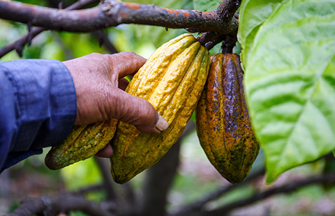 a man picking ripe cocoa pods off a tree