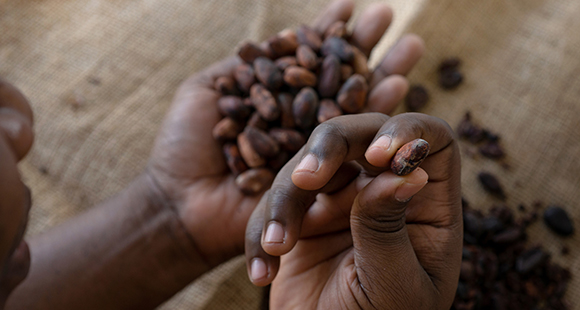 a person holding a single cocoa bean in one hand and a pile of cocoa beans in the other hand